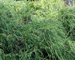 Chamaecyparis pisifera 'Filifera Nana'