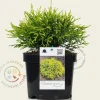 Chamaecyparis pisifera 'Sungold'