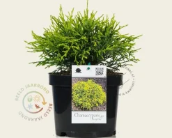 Chamaecyparis pisifera 'Sungold'