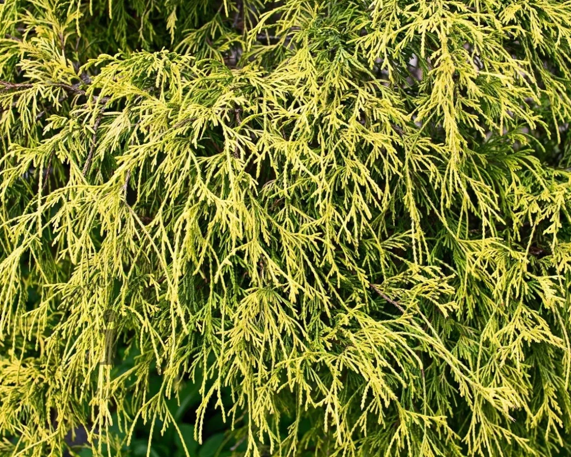 Chamaecyparis pisifera 'Sungold'