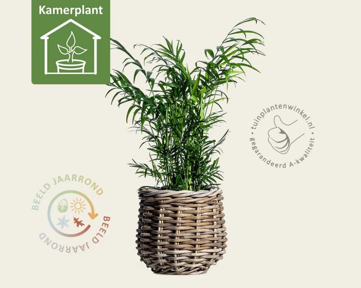 Chamaedorea elegans