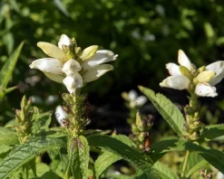Chelone obliqua 'Alba'