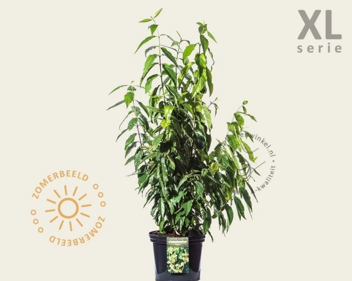 Chimonanthus praecox - XL