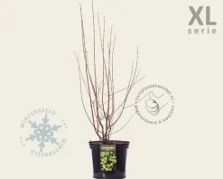 Chimonanthus praecox - XL