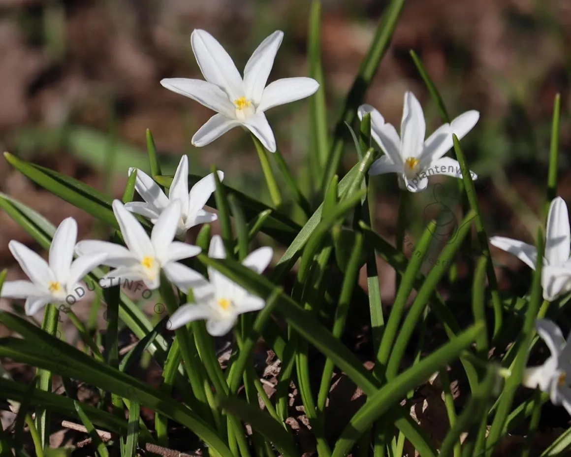 Chionodoxa luciliae 'Alba'