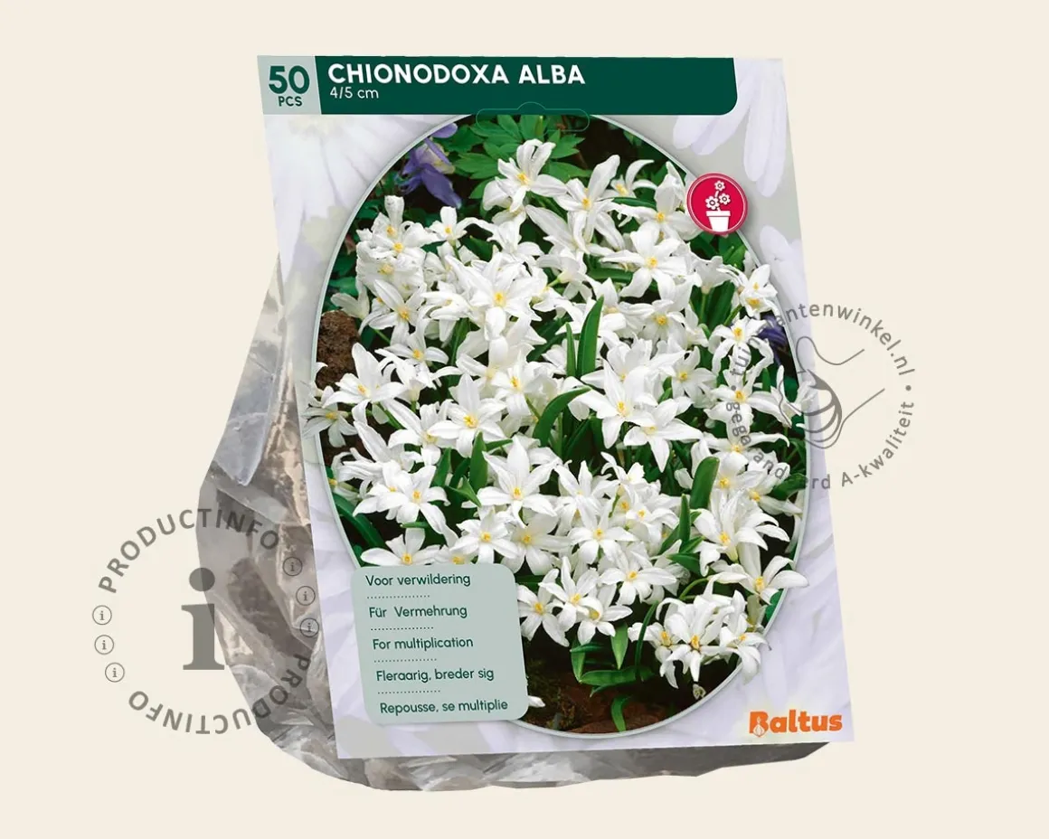 Chionodoxa luciliae 'Alba'