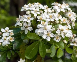 Choisya ternata