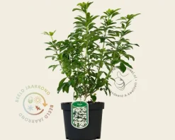 Choisya ternata