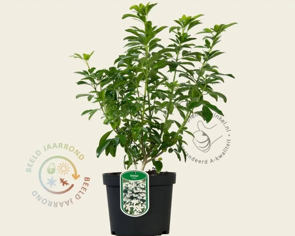 Choisya ternata