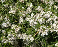 Choisya ternata 'Aztec Pearl'