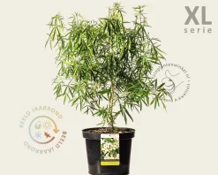 Choisya ternata 'Aztec Pearl' - XL