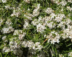 Choisya ternata 'Aztec Pearl' - XL
