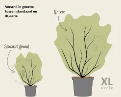 Choisya ternata 'Aztec Pearl' - XL