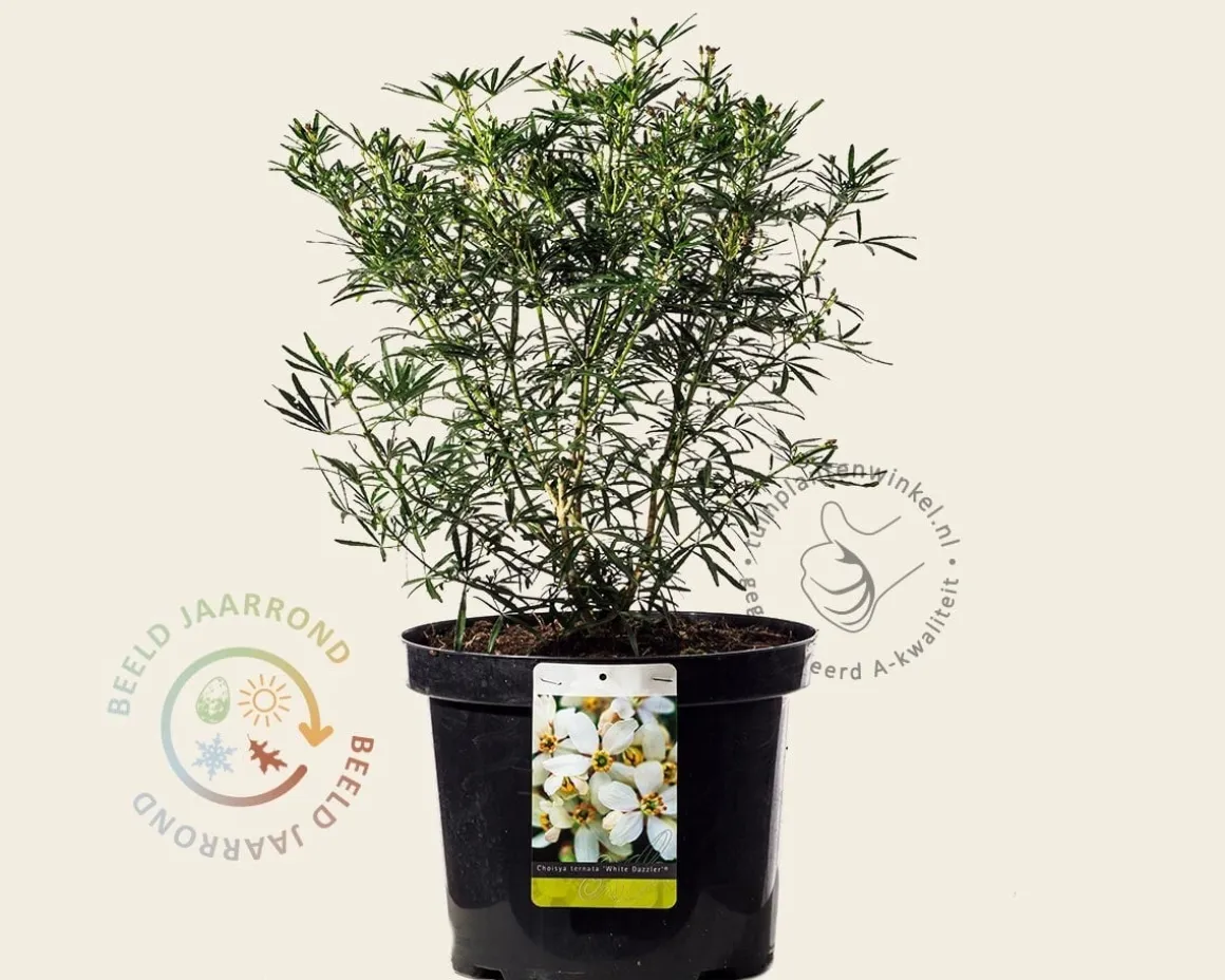 Choisya ternata 'White Dazzler' - XL