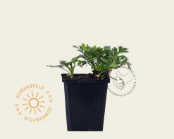 Chrysanthemum 'Clara Curtis'