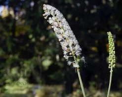 Cimicifuga simplex 'White Pearl'