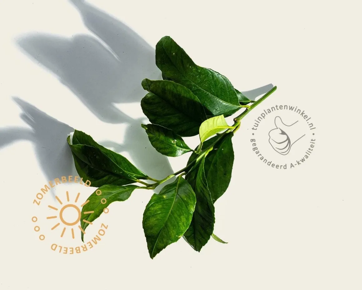 Citrus limon