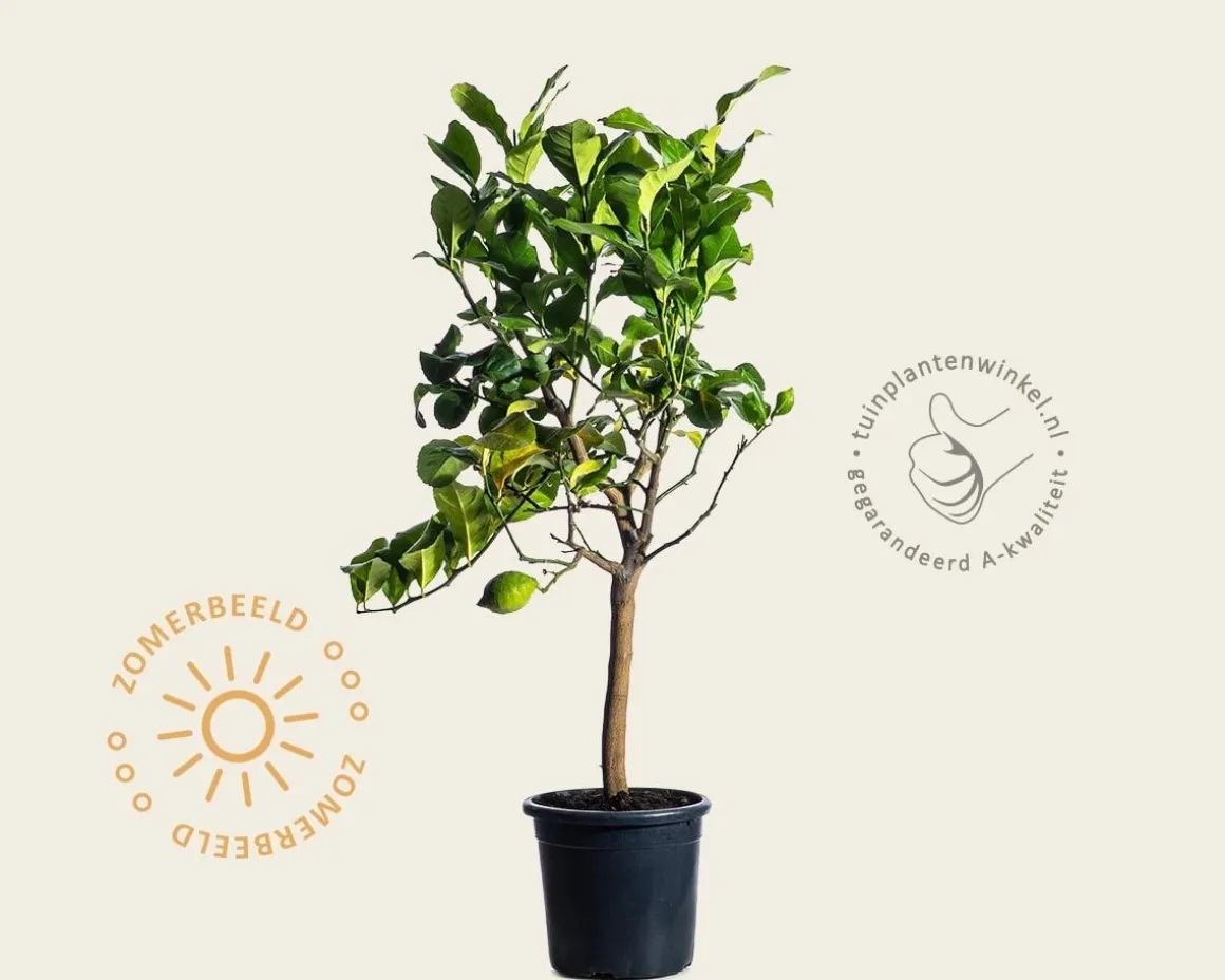 Citrus limon