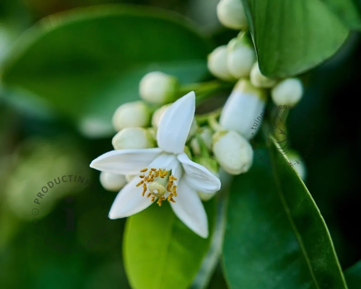 Citrus limon 'Rosso' - halfstam