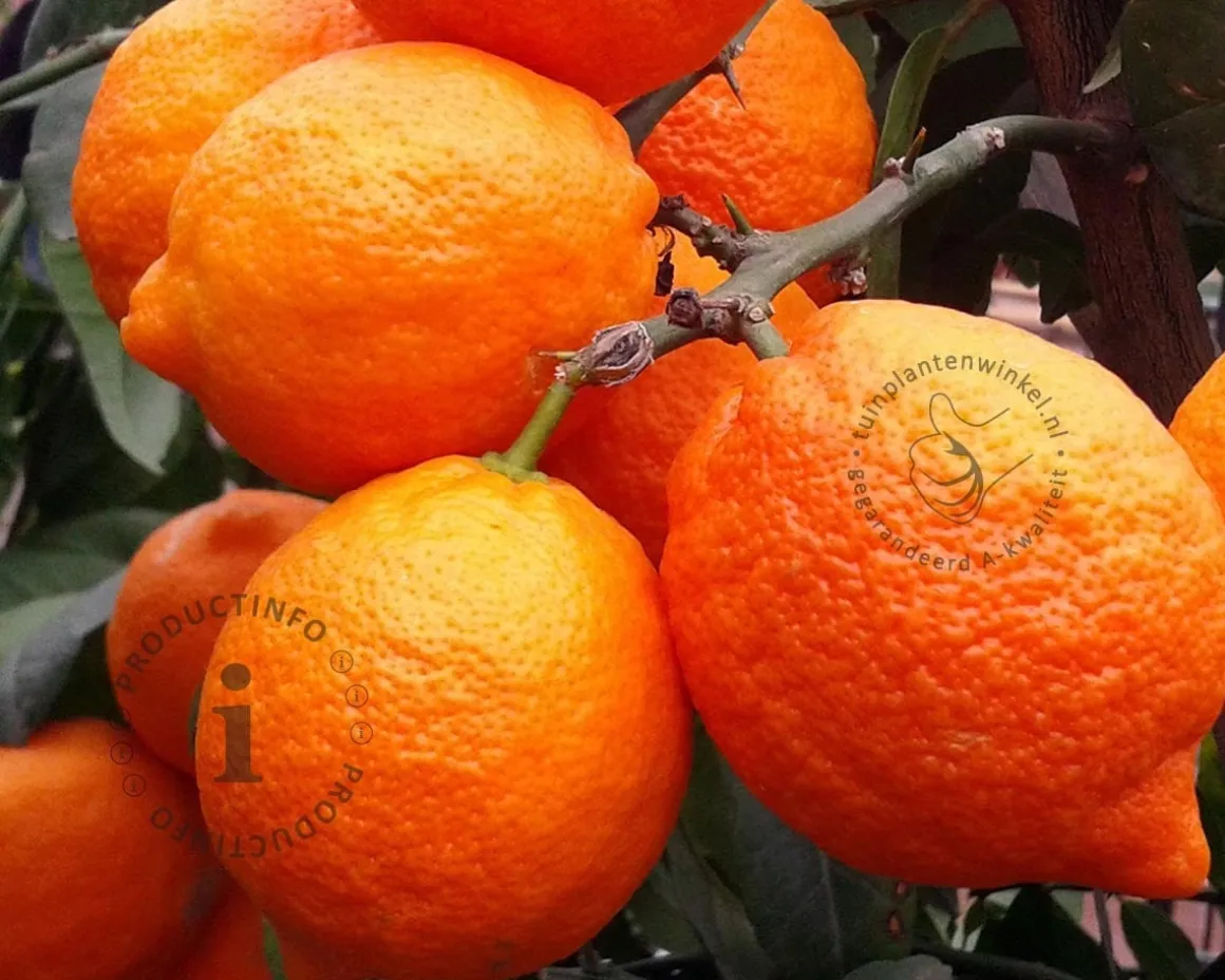 Citrus limon 'Rosso' - halfstam