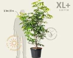 Cladrastis kentukea - XL+