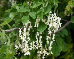 Cladrastis kentukea - XL+