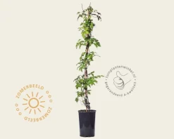 Clematis alpina 'Albina Plena'