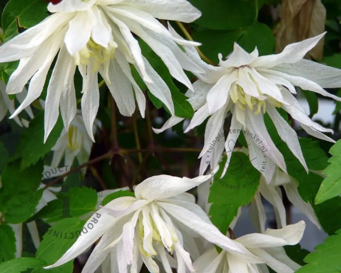 Clematis alpina 'Albina Plena'