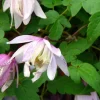 Clematis alpina 'Pink Flamingo'