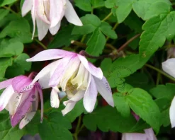 Clematis alpina 'Pink Flamingo'