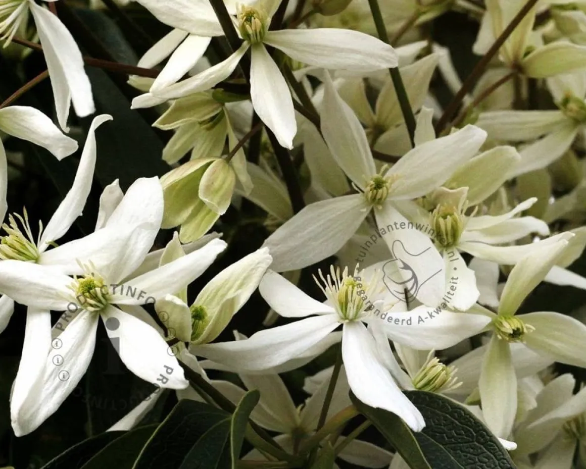 Clematis armandii