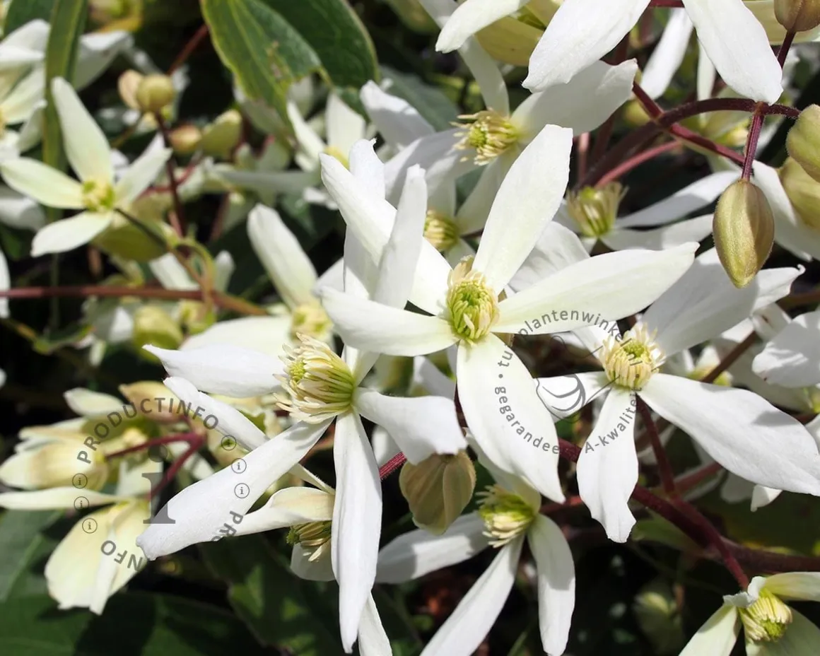 Clematis armandii 'Enham Star'