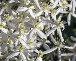 Clematis armandii 'Little White Charm'