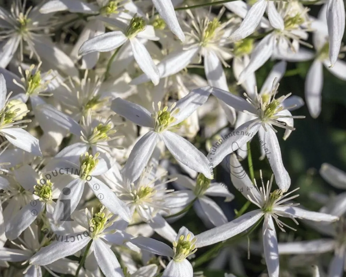 Clematis armandii 'Little White Charm'