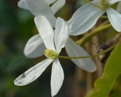 Clematis armandii 'Snowdrift'