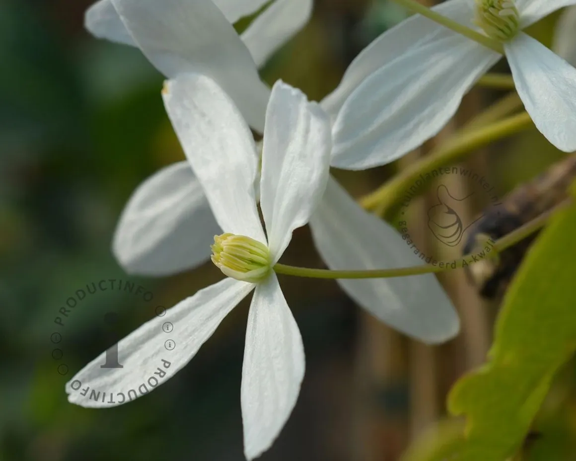Clematis armandii 'Snowdrift'