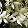 Clematis armandii - XL