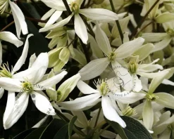 Clematis armandii - XL