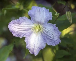 Clematis 'Blekitny Aniol' / 'Blue Angel'