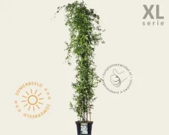 Clematis montana 'Grandiflora' - XL