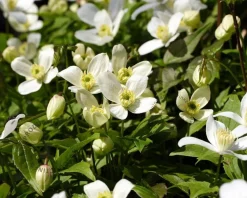 Clematis montana 'Grandiflora'