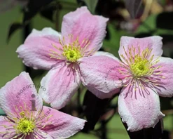Clematis montana 'Mayleen'