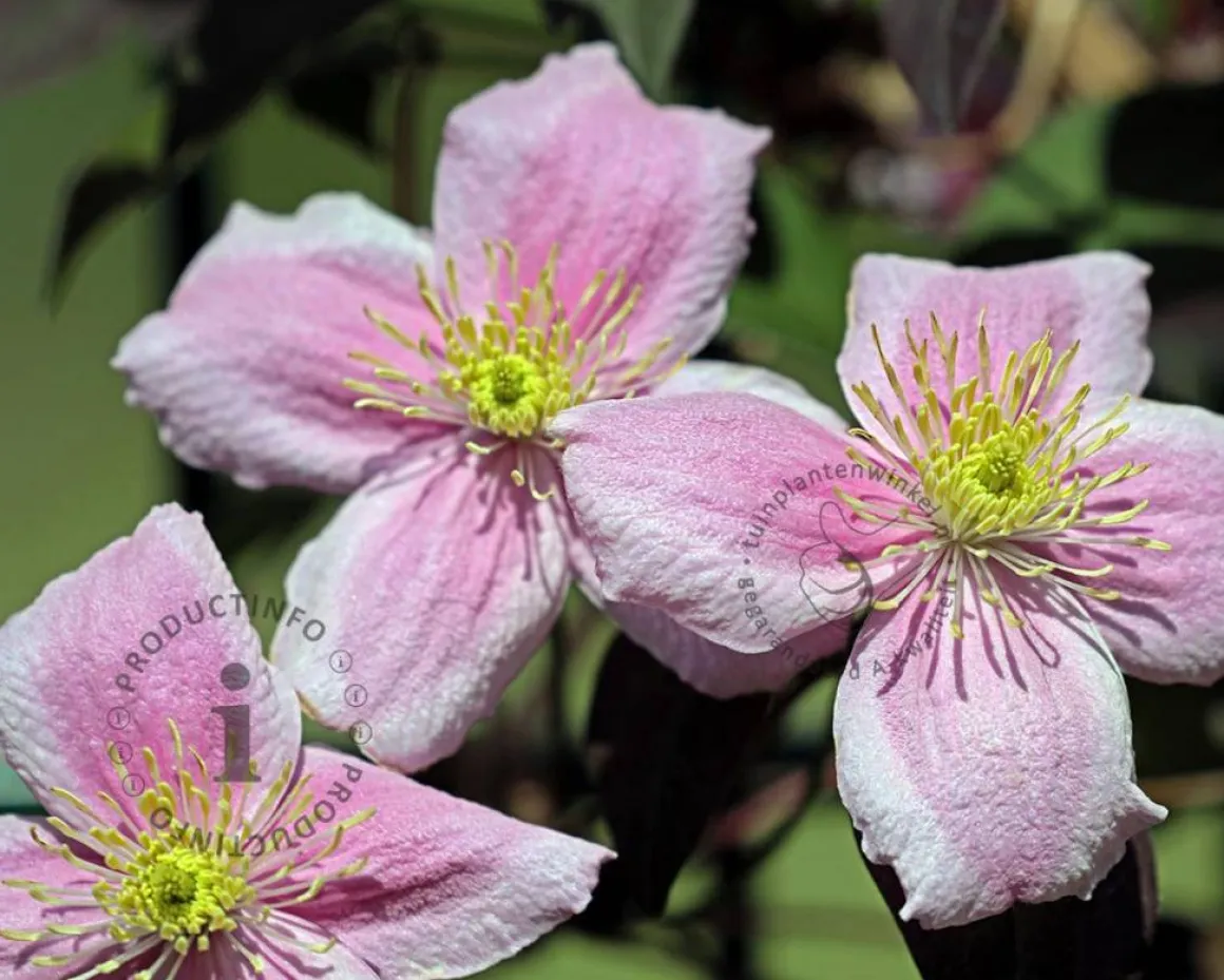 Clematis montana 'Mayleen'