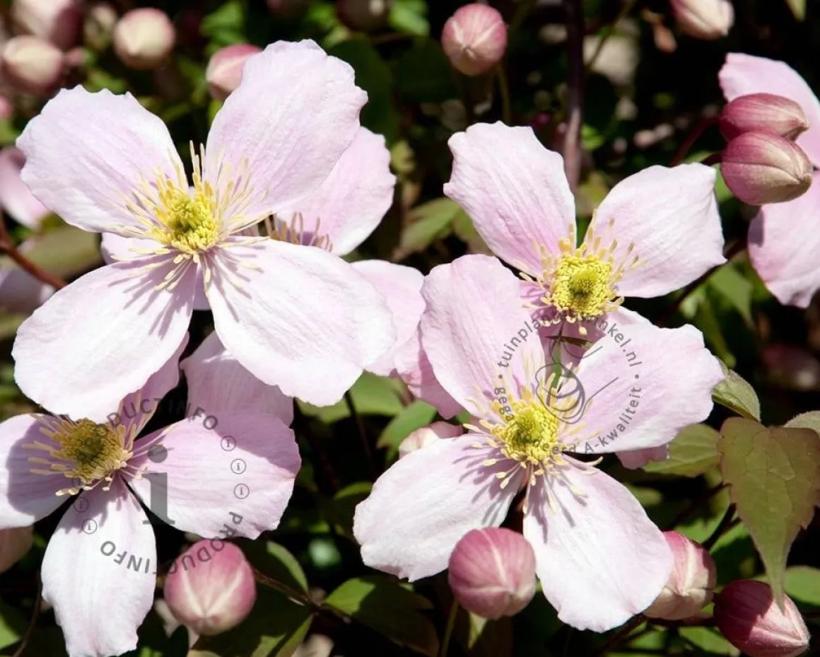 Clematis montana 'Rubens'