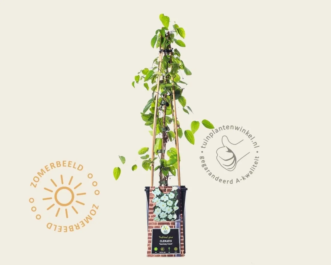 Clematis patens 'Guernsey Cream'