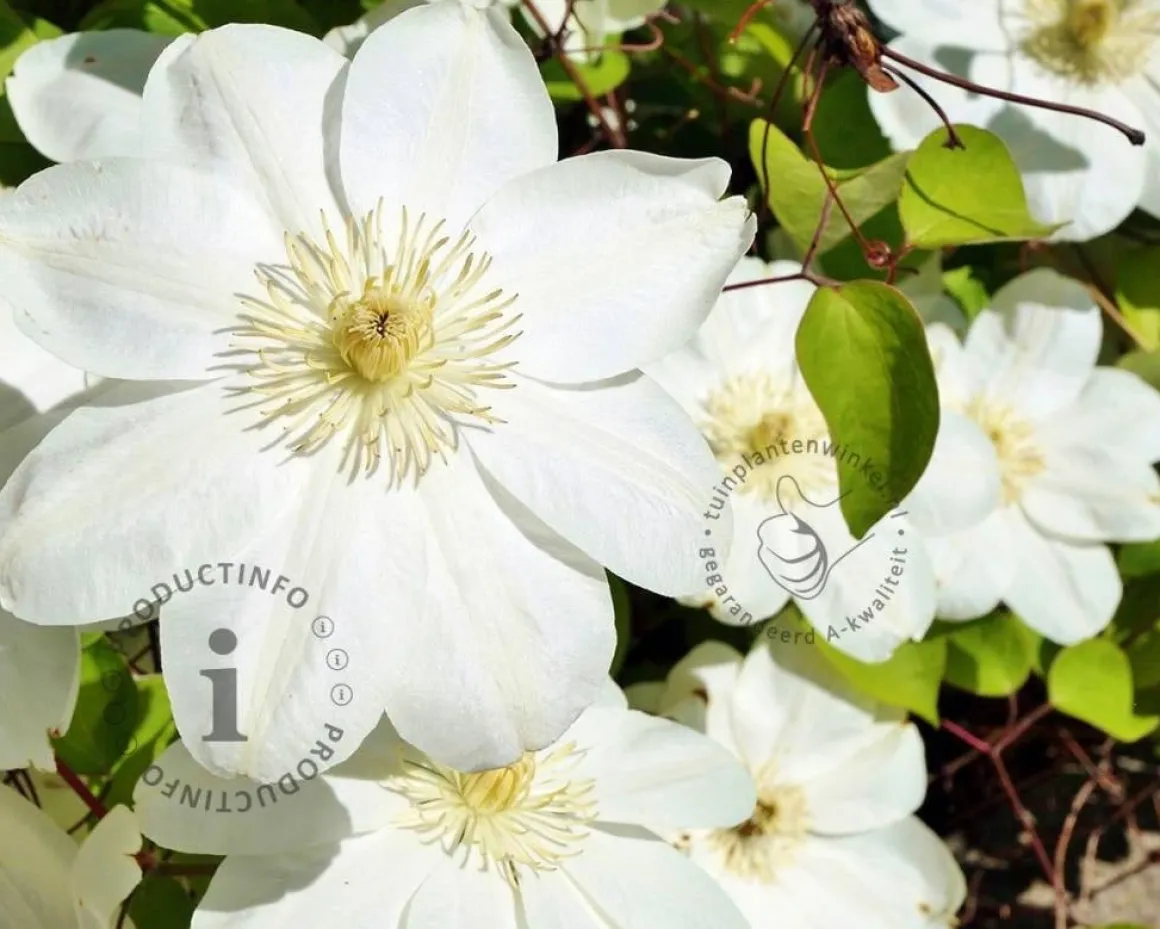 Clematis patens 'Guernsey Cream'