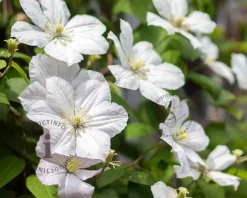 Clematis patens 'Madame le Coultre'