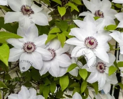 Clematis patens 'Miss Bateman'