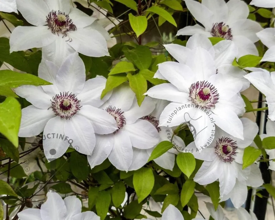 Clematis patens 'Miss Bateman'