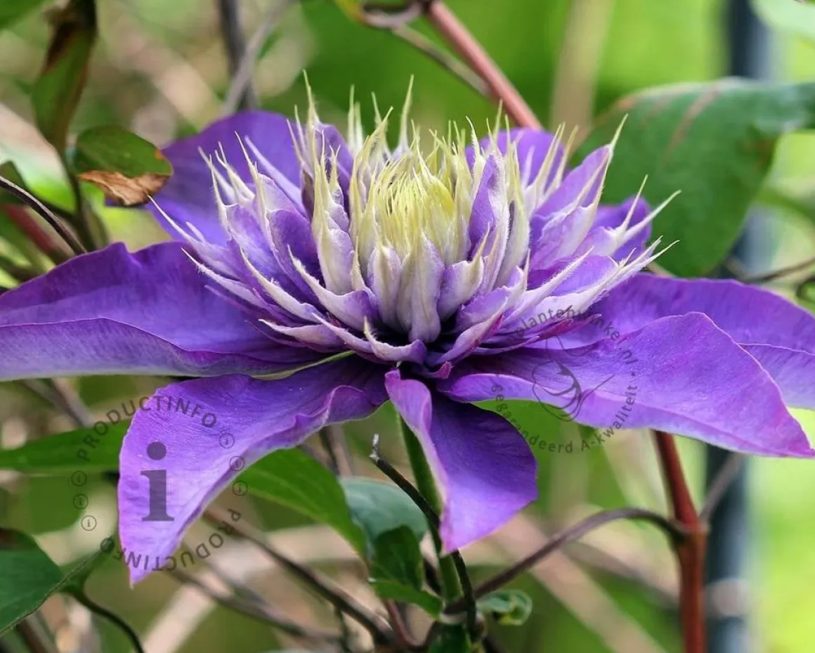 Clematis patens 'Multi Blue'